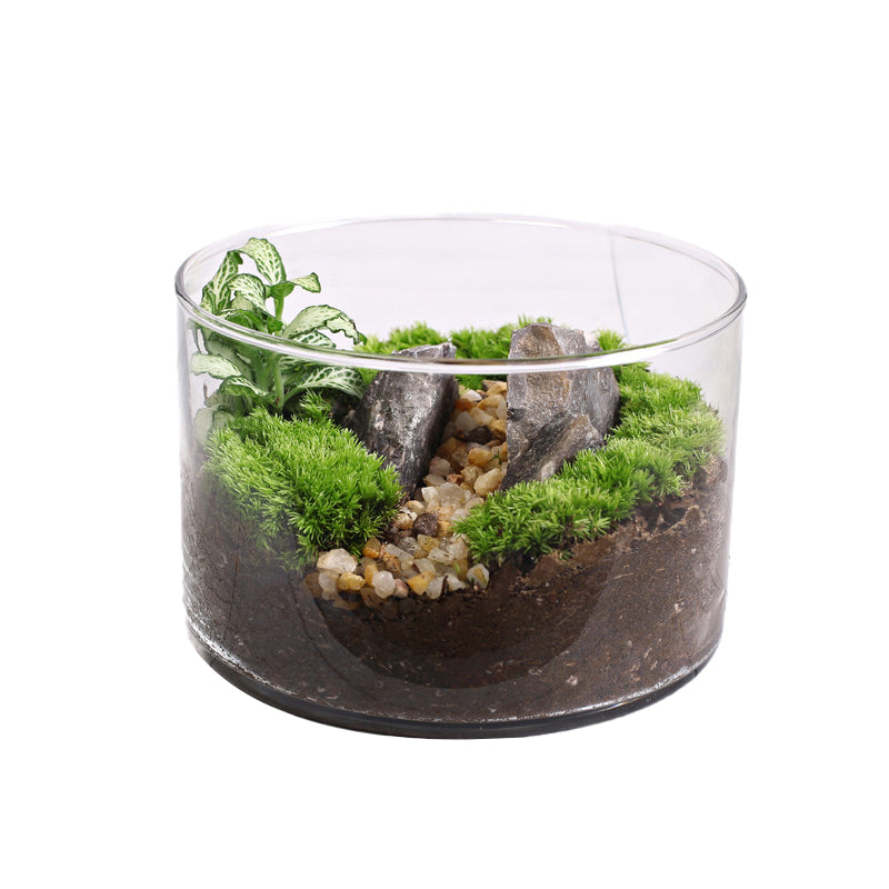 Moss Straight-Flask Micro-Landscape Eco-Pot ¨C Moss Plant for Office Desk Stress Relief Small Potted Plant
