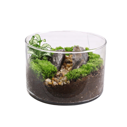 Moss Straight-Flask Micro-Landscape Eco-Pot ¨C Moss Plant for Office Desk Stress Relief Small Potted Plant