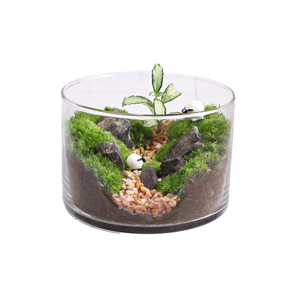 Moss Straight-Flask Micro-Landscape Eco-Pot ¨C Moss Plant for Office Desk Stress Relief Small Potted Plant