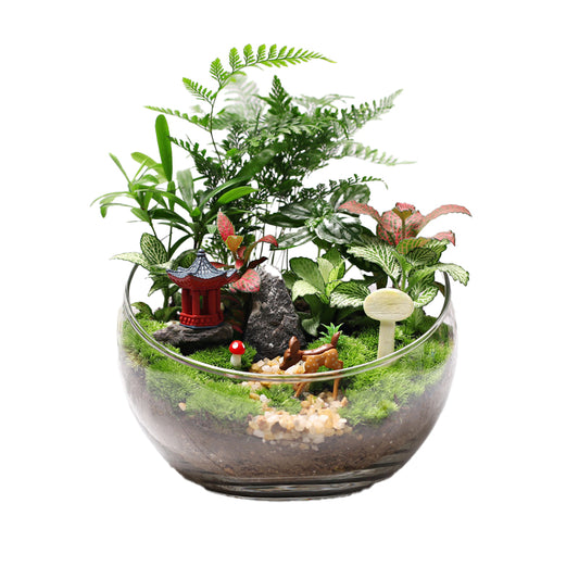 Creating a micro-landscape featuring small potted live moss plants