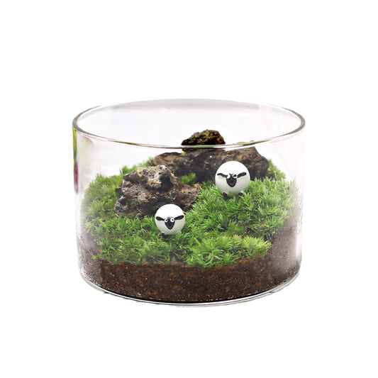 Lichen micro-landscape ecological pot, desktop potted plant